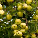 Jabloň domáca (Malus domestica) ´GOLDEN DELICIOUS´ - zimná, výška 120-150 cm, voľnokorenná